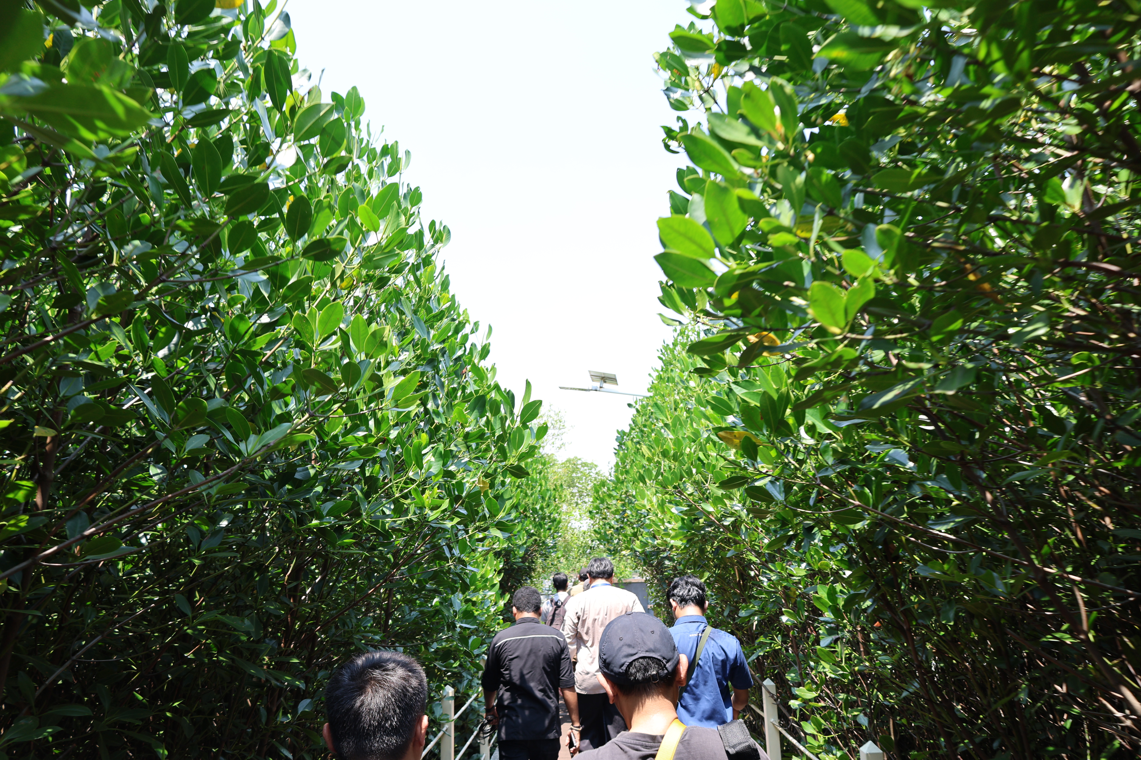 Kunjungan Menko ke Ketapang Urban Aquaculture - Foto