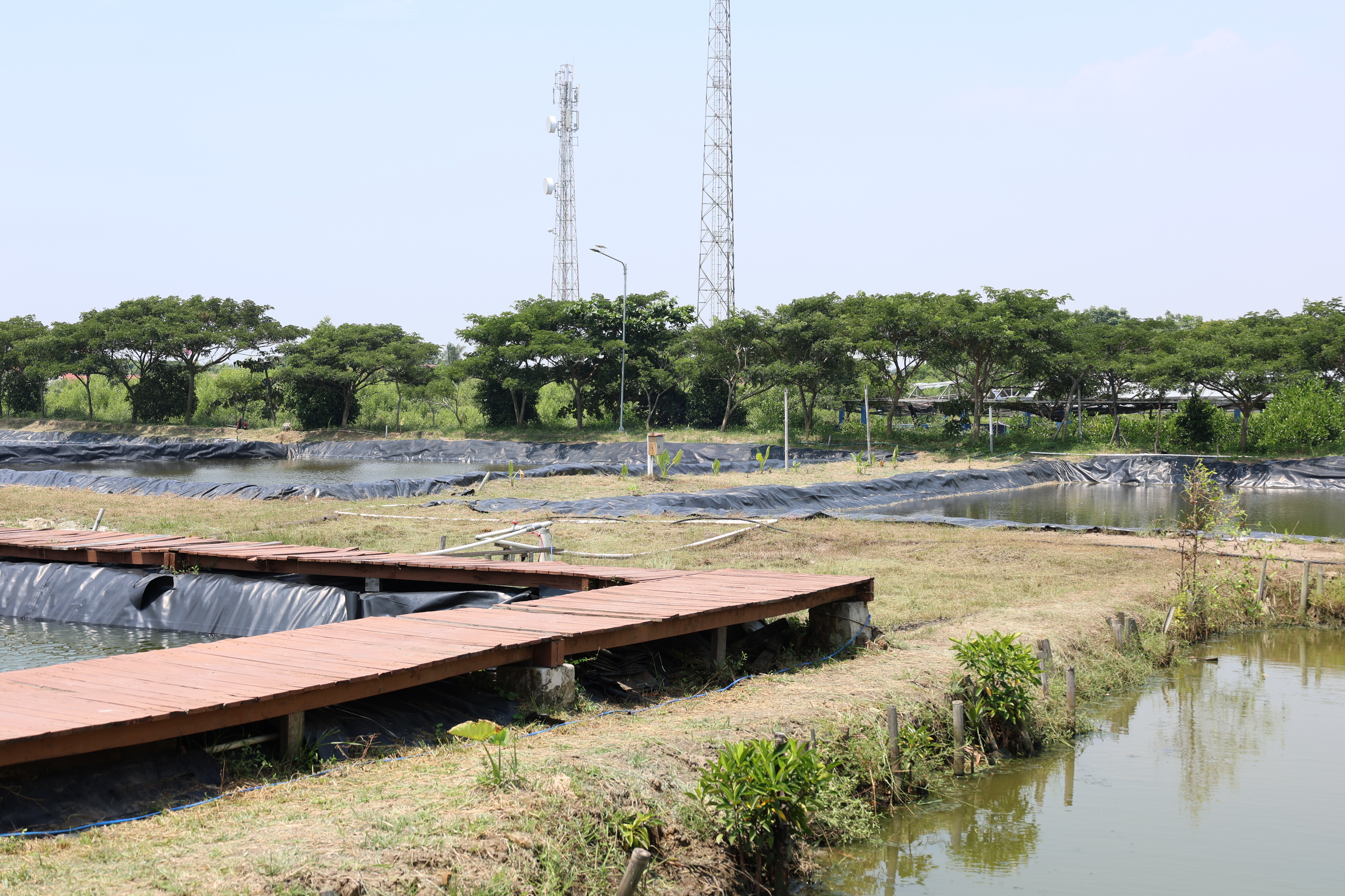 Kunjungan Menko ke Ketapang Urban Aquaculture - Foto