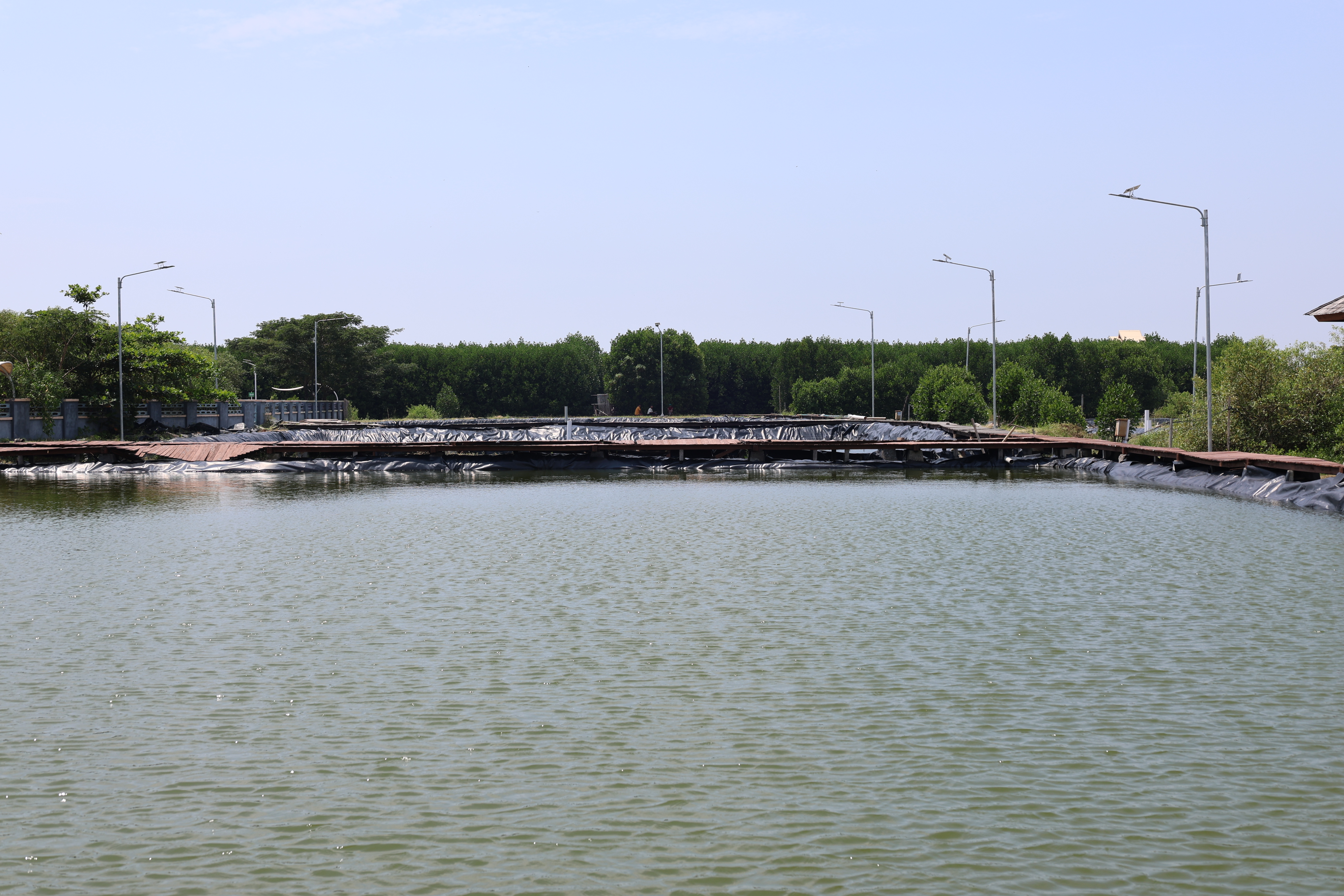 Kunjungan Menko ke Ketapang Urban Aquaculture - Foto
